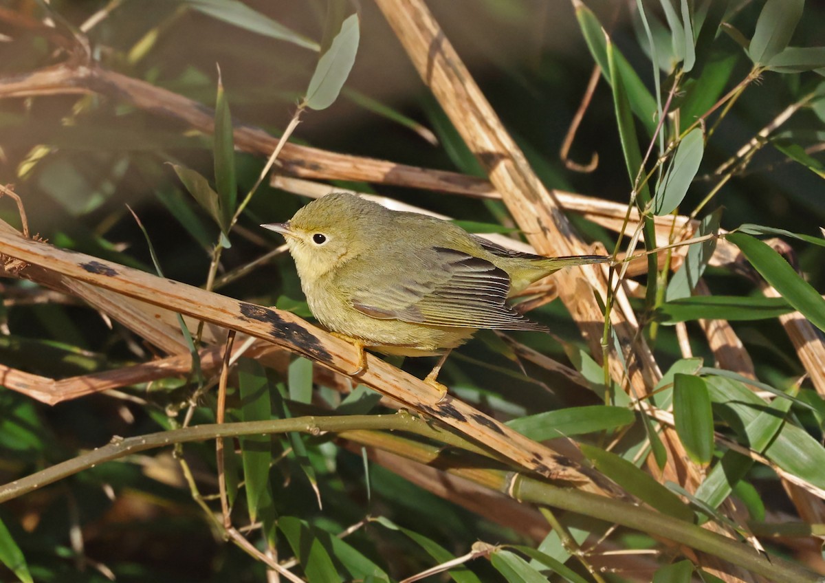 Yellow Warbler - ML627619391