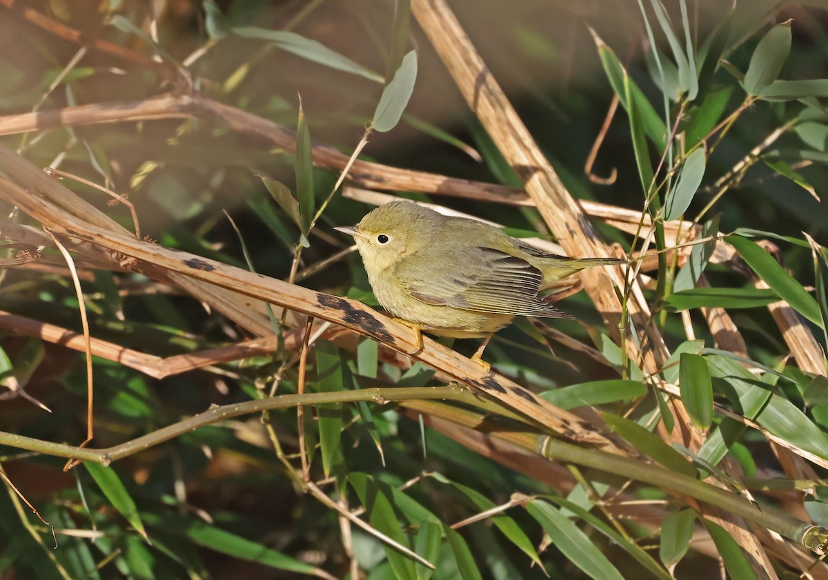 Yellow Warbler - ML627619395