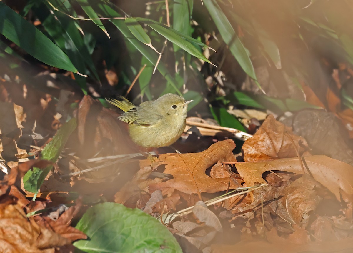 Yellow Warbler - ML627619396