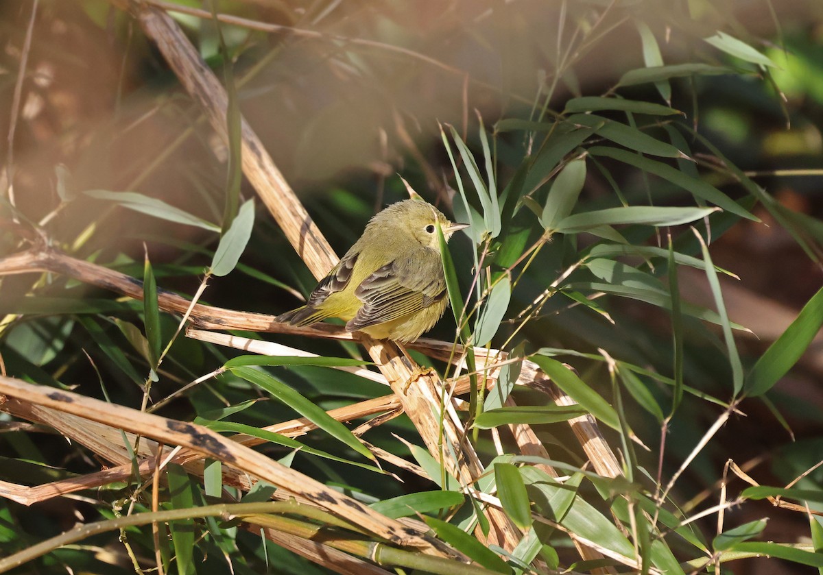 Yellow Warbler - ML627619399