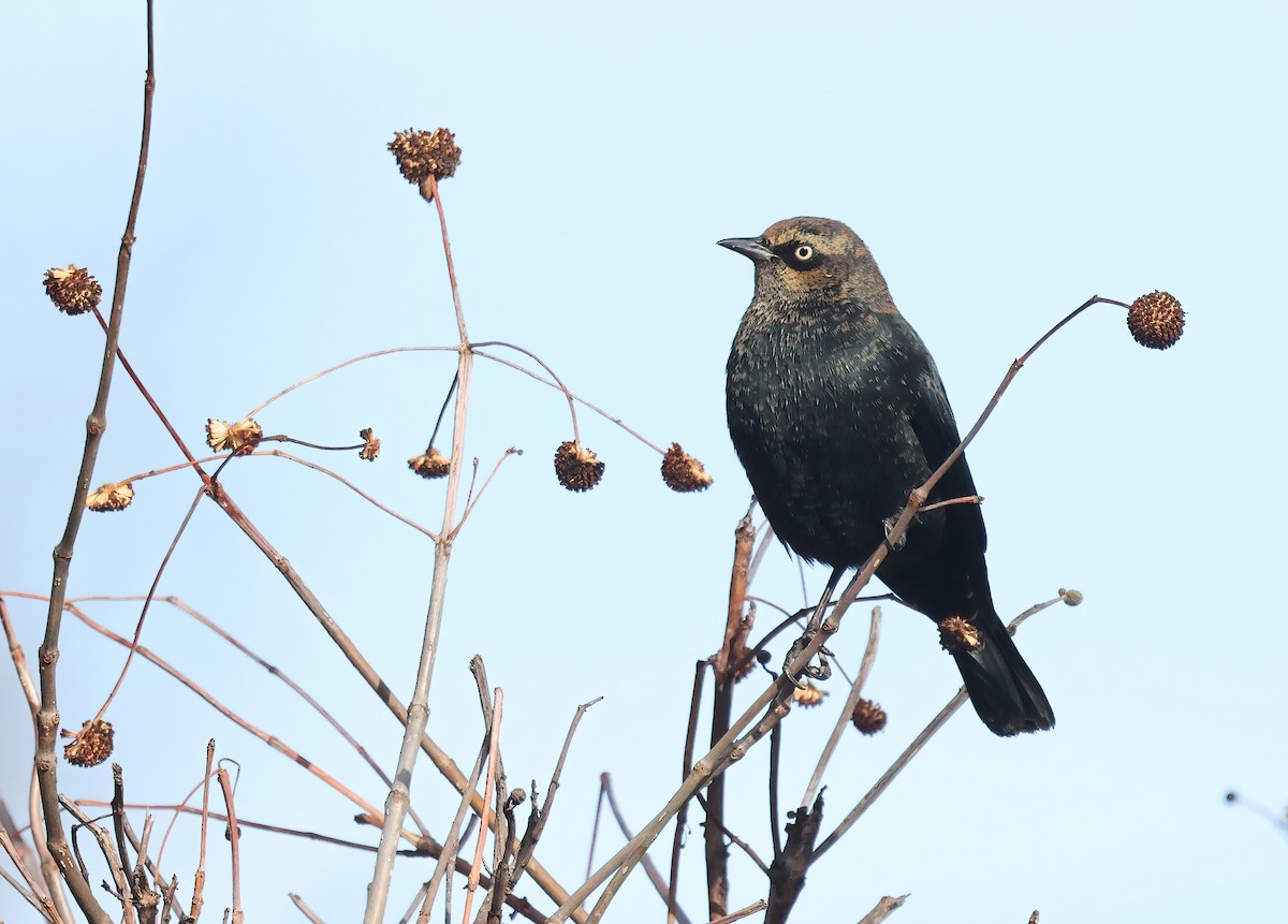 Rusty Blackbird - ML627619407