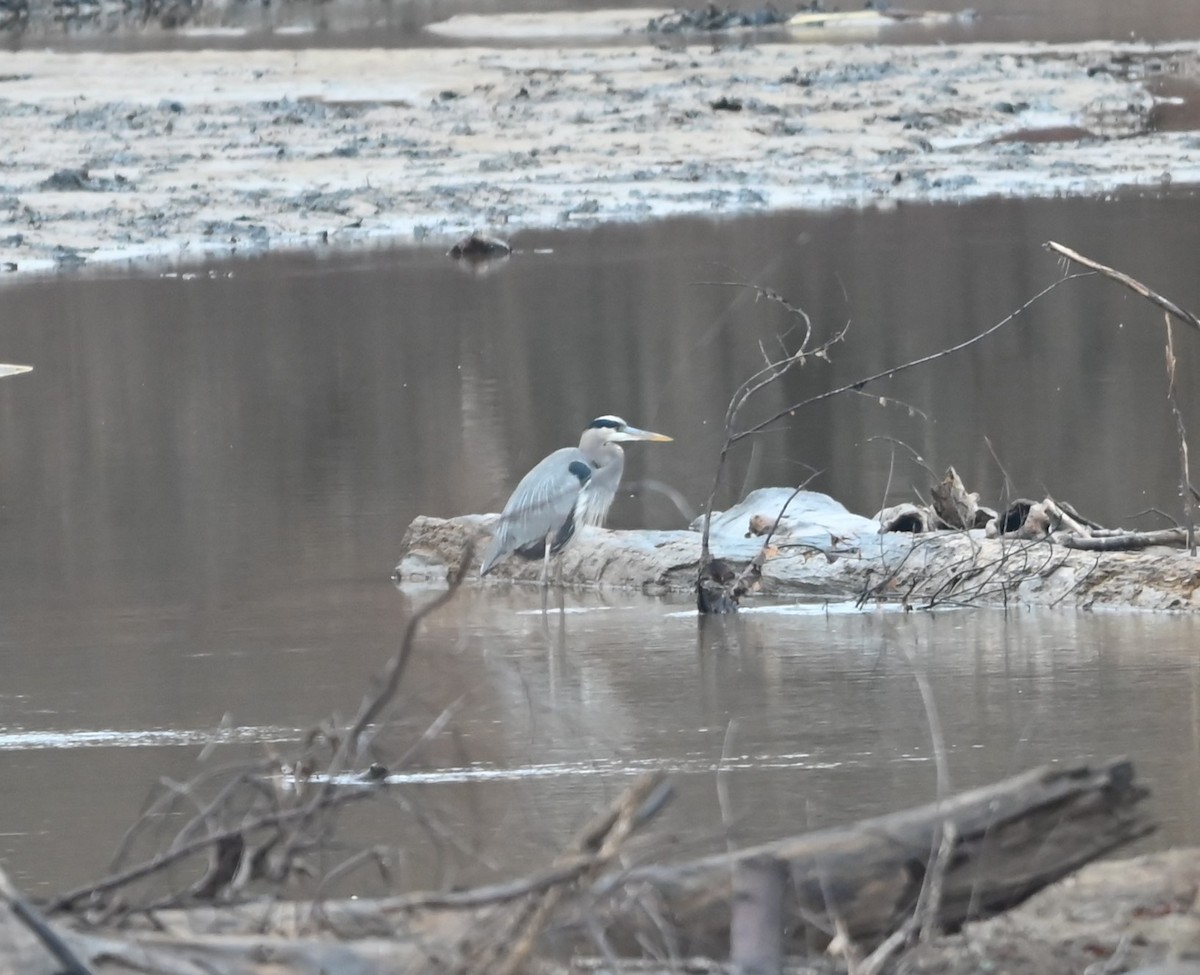 Great Blue Heron - ML627619418