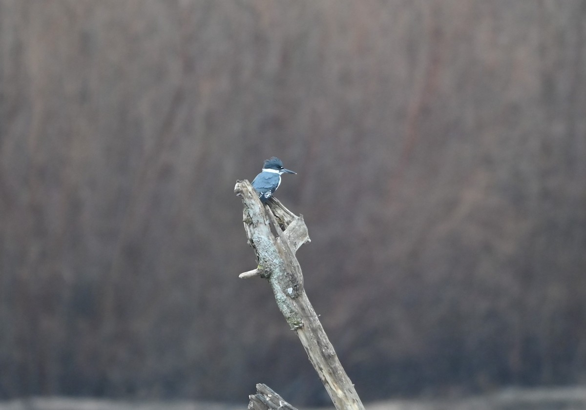 Belted Kingfisher - ML627619423