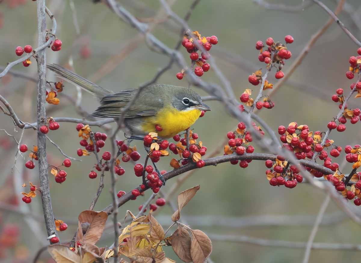 Yellow-breasted Chat - ML627619430