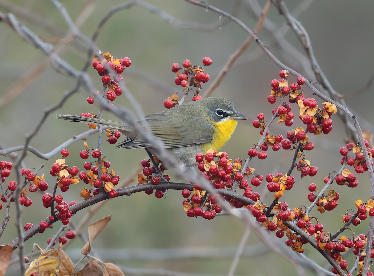 Yellow-breasted Chat - ML627619432