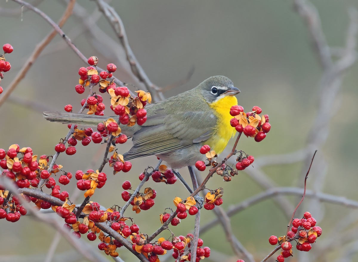 Yellow-breasted Chat - ML627619433