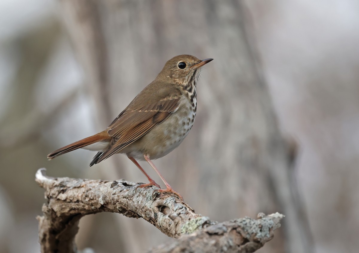 Hermit Thrush - ML627619435