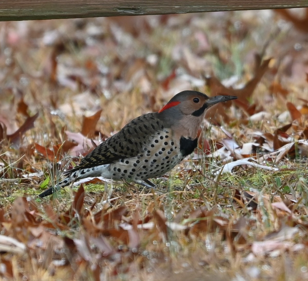 Northern Flicker - ML627619439