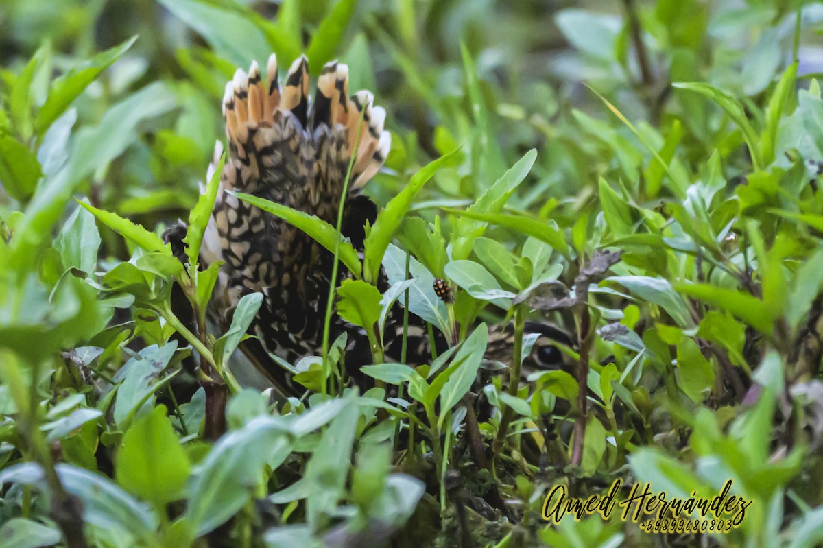 Pantanal Snipe - ML627619464