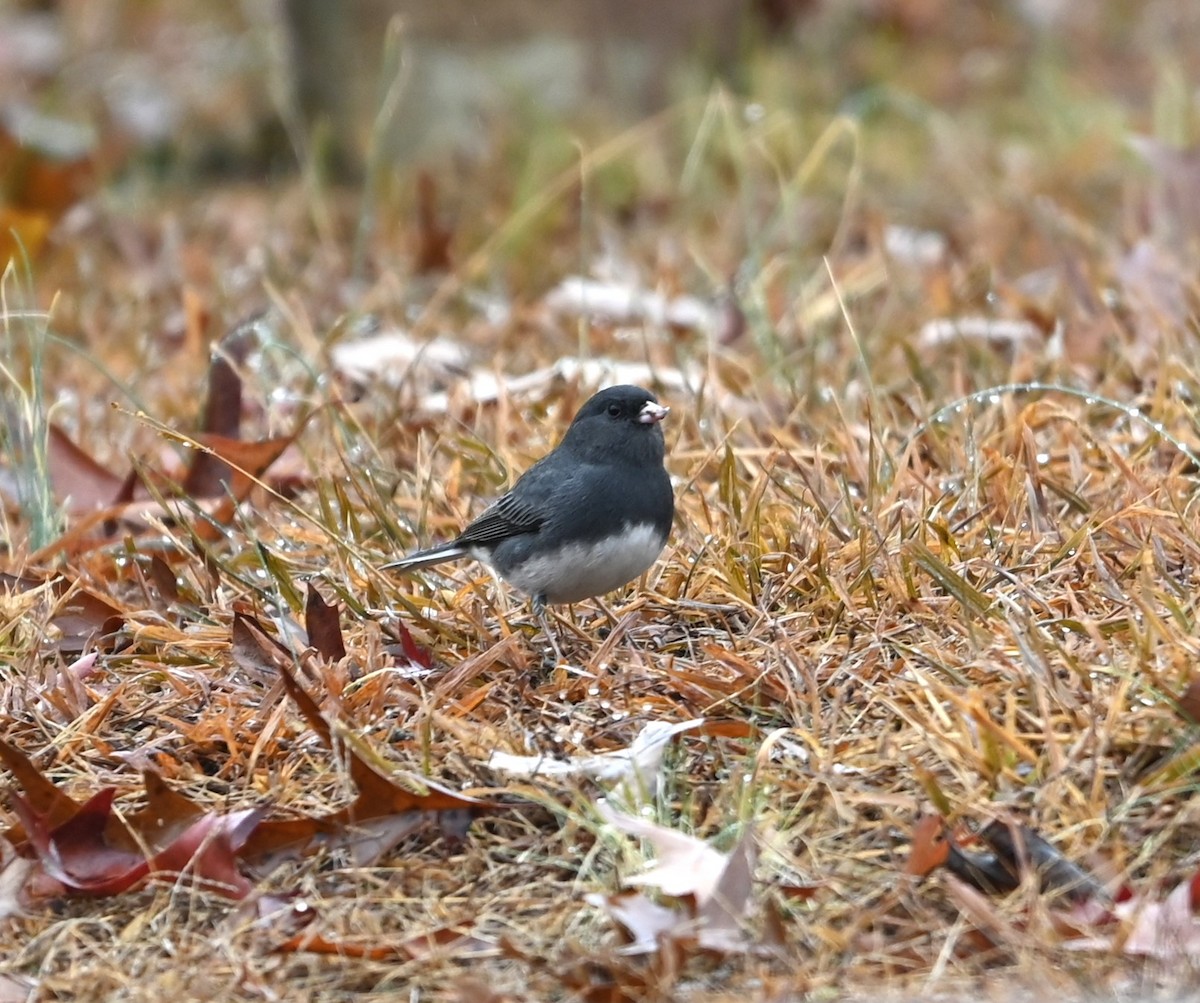 Dark-eyed Junco - ML627619465