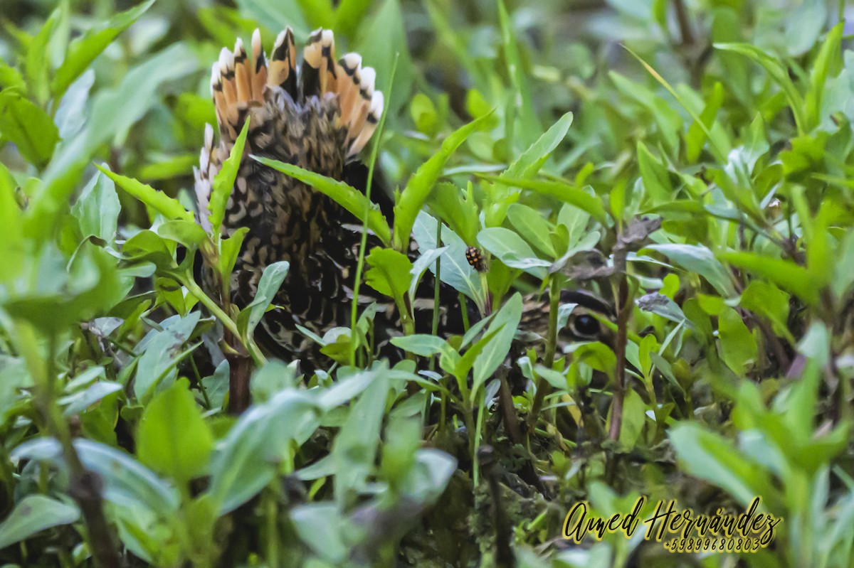 Pantanal Snipe - ML627619466