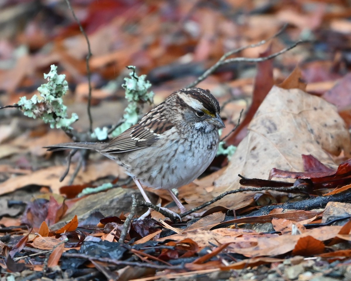 White-throated Sparrow - ML627619474
