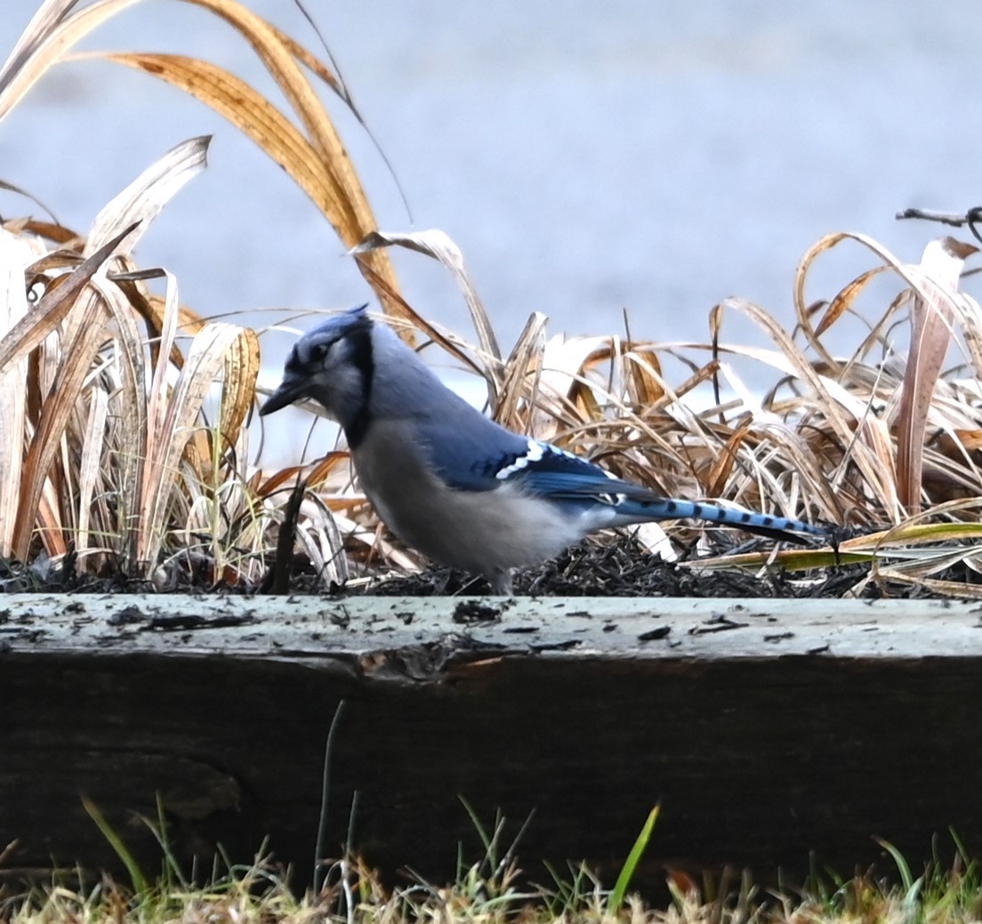 Blue Jay - ML627619485