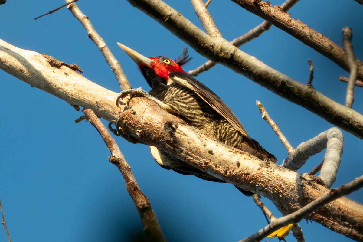 Pale-billed Woodpecker - ML627619530