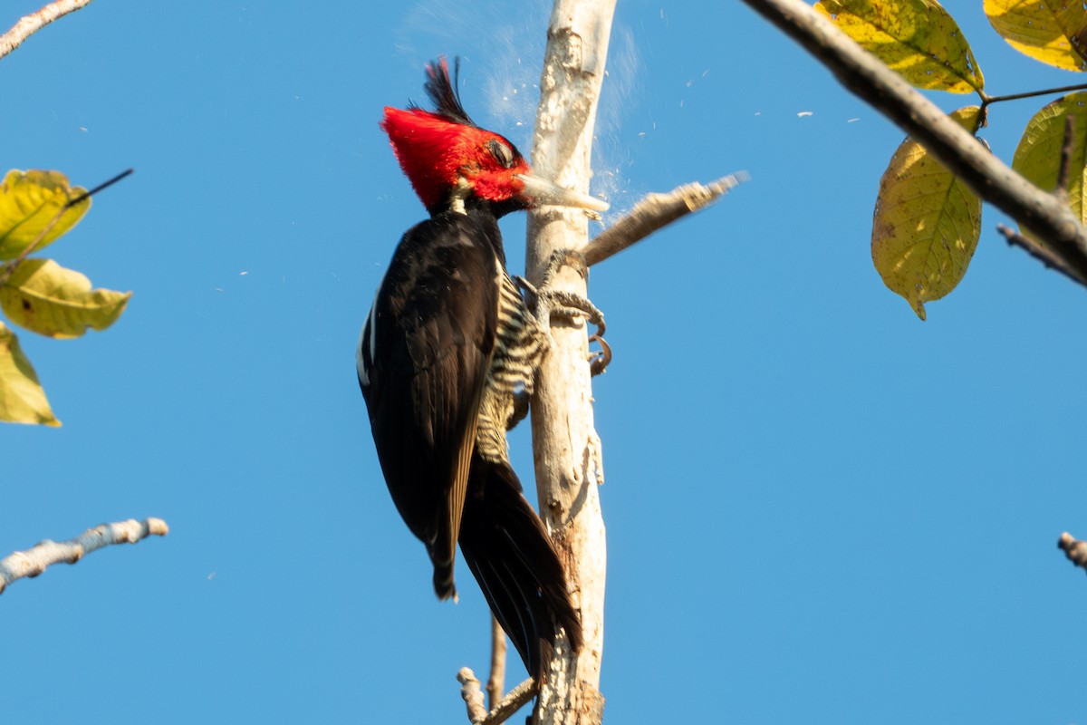 Pale-billed Woodpecker - ML627619531