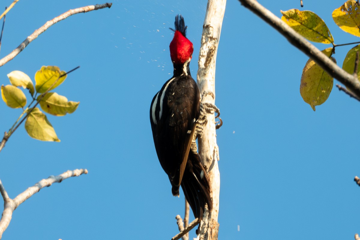 Pale-billed Woodpecker - ML627619532