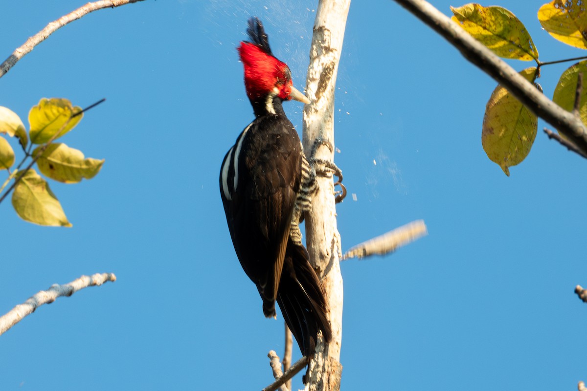 Pale-billed Woodpecker - ML627619534