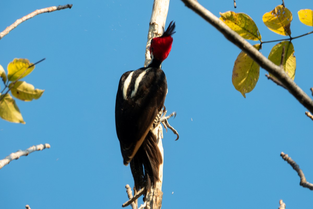 Pale-billed Woodpecker - ML627619536