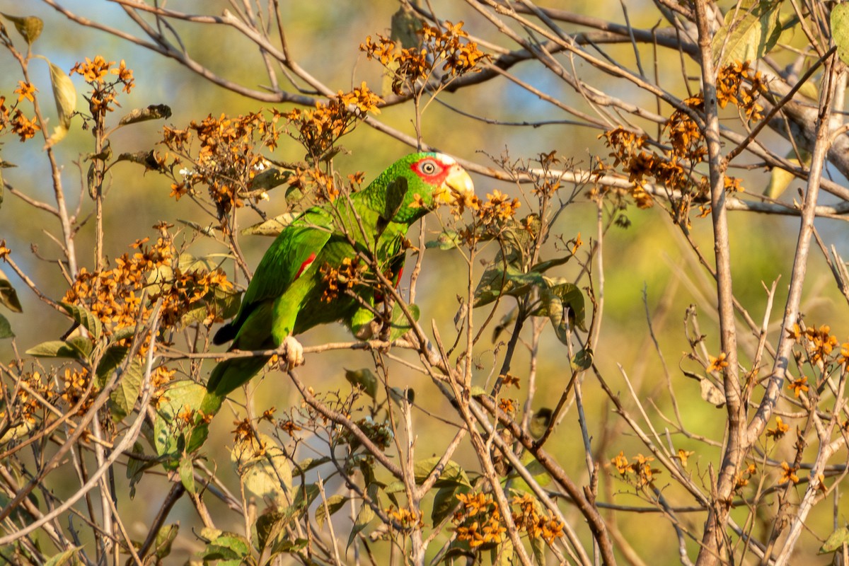 White-fronted Amazon - ML627619556