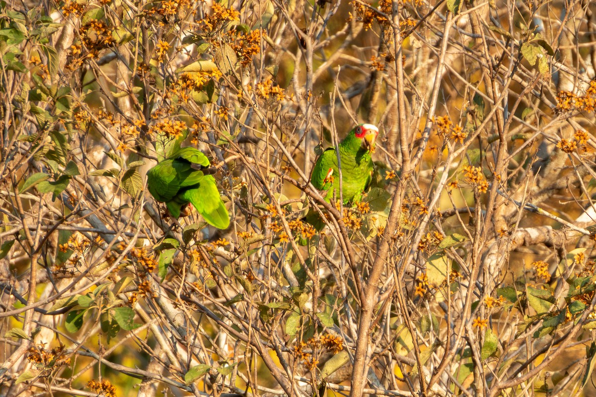 White-fronted Amazon - ML627619557