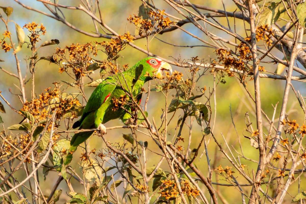 White-fronted Amazon - ML627619558