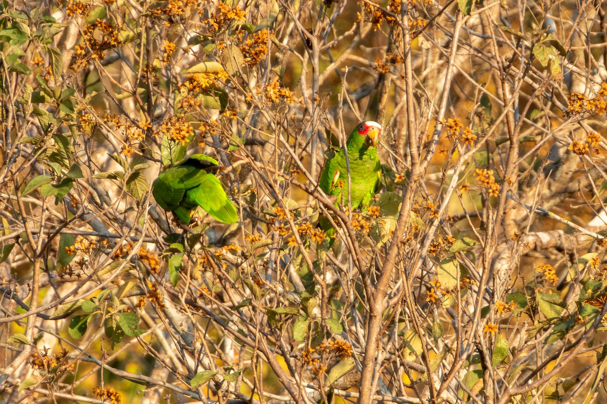 White-fronted Amazon - ML627619560