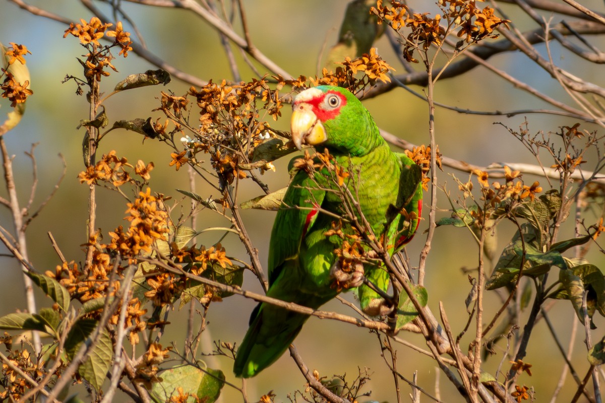 White-fronted Amazon - ML627619561