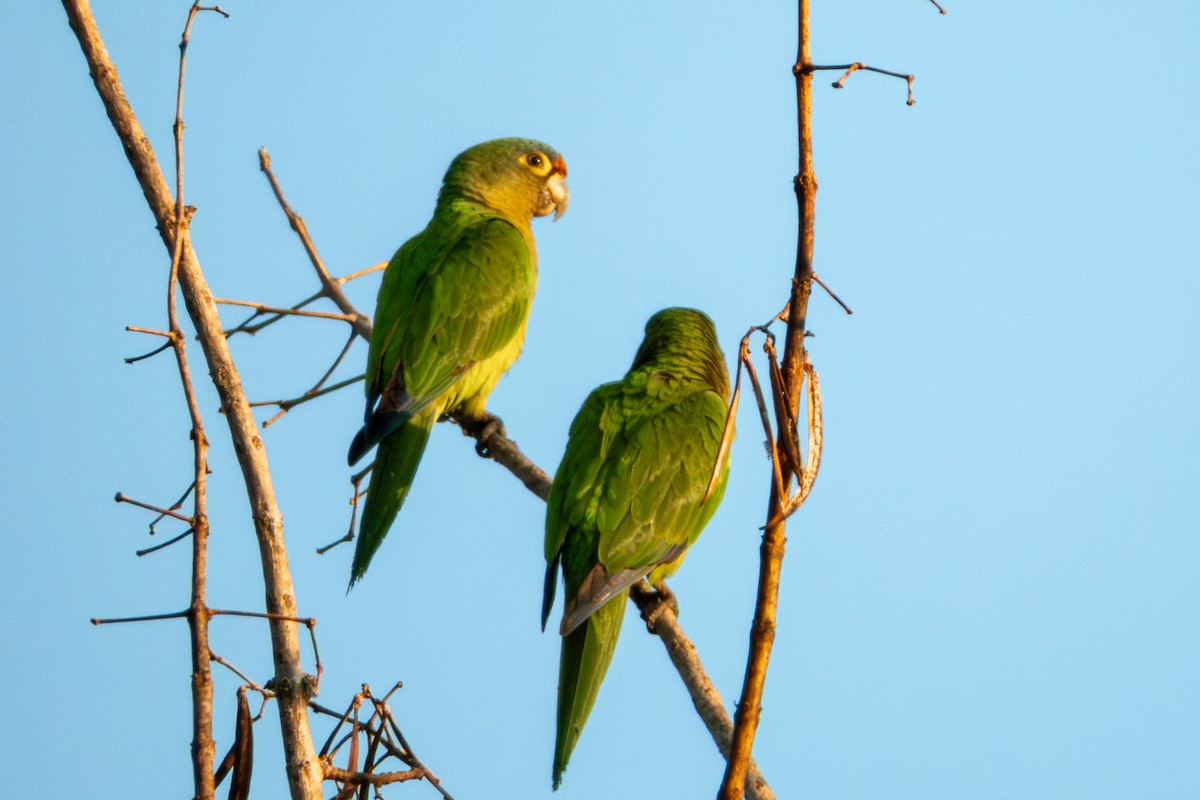 Orange-fronted Parakeet - ML627619595