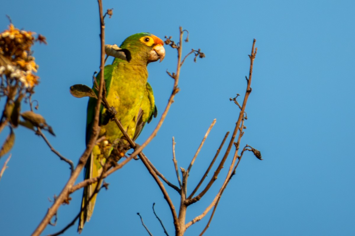 Orange-fronted Parakeet - ML627619596