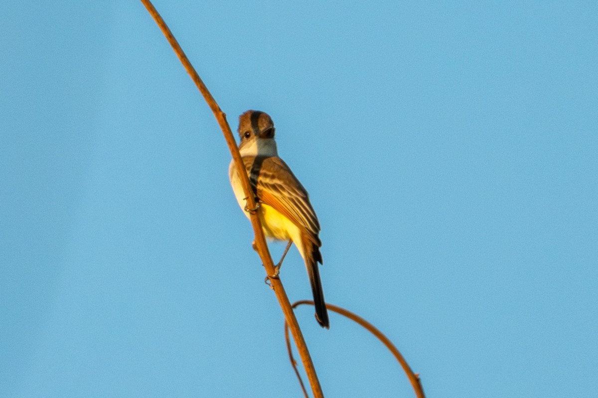 Brown-crested Flycatcher - ML627619618