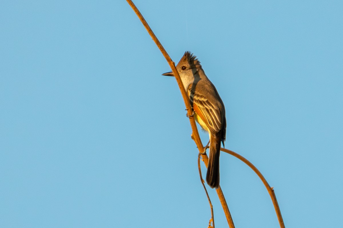 Brown-crested Flycatcher - ML627619619