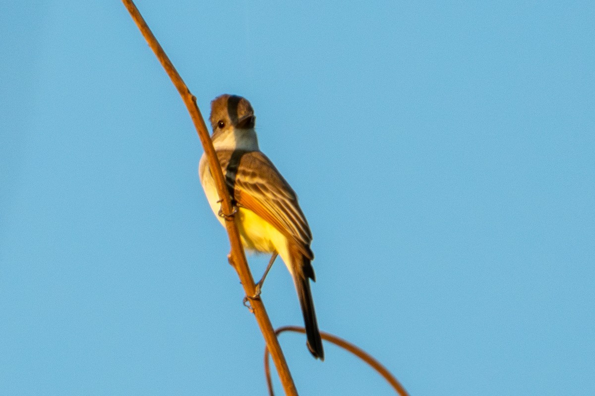 Brown-crested Flycatcher - ML627619620