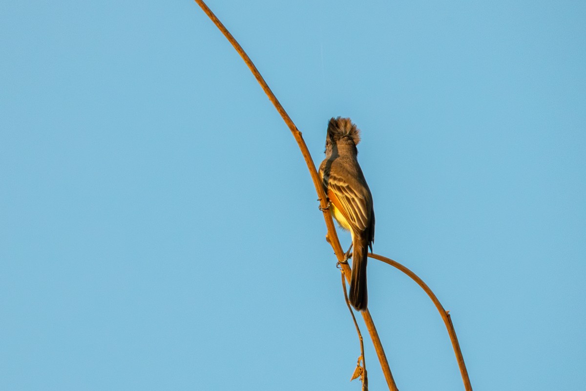 Brown-crested Flycatcher - ML627619621