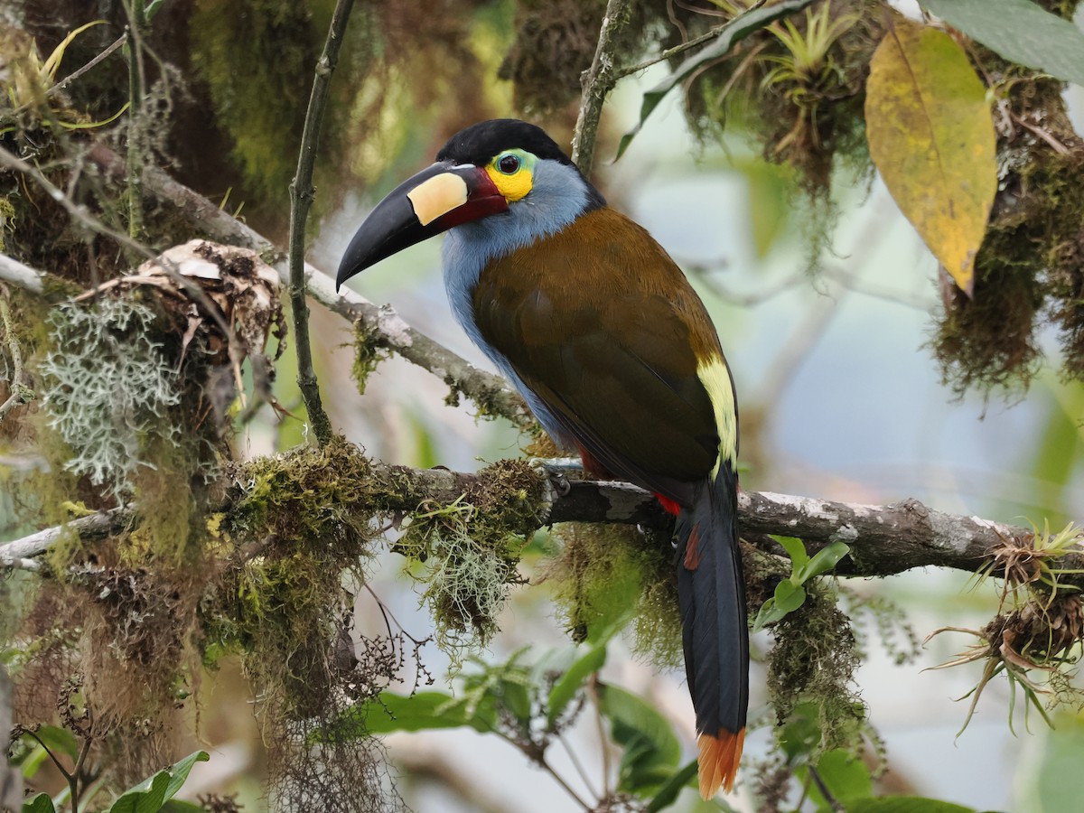 Plate-billed Mountain-Toucan - ML627619622