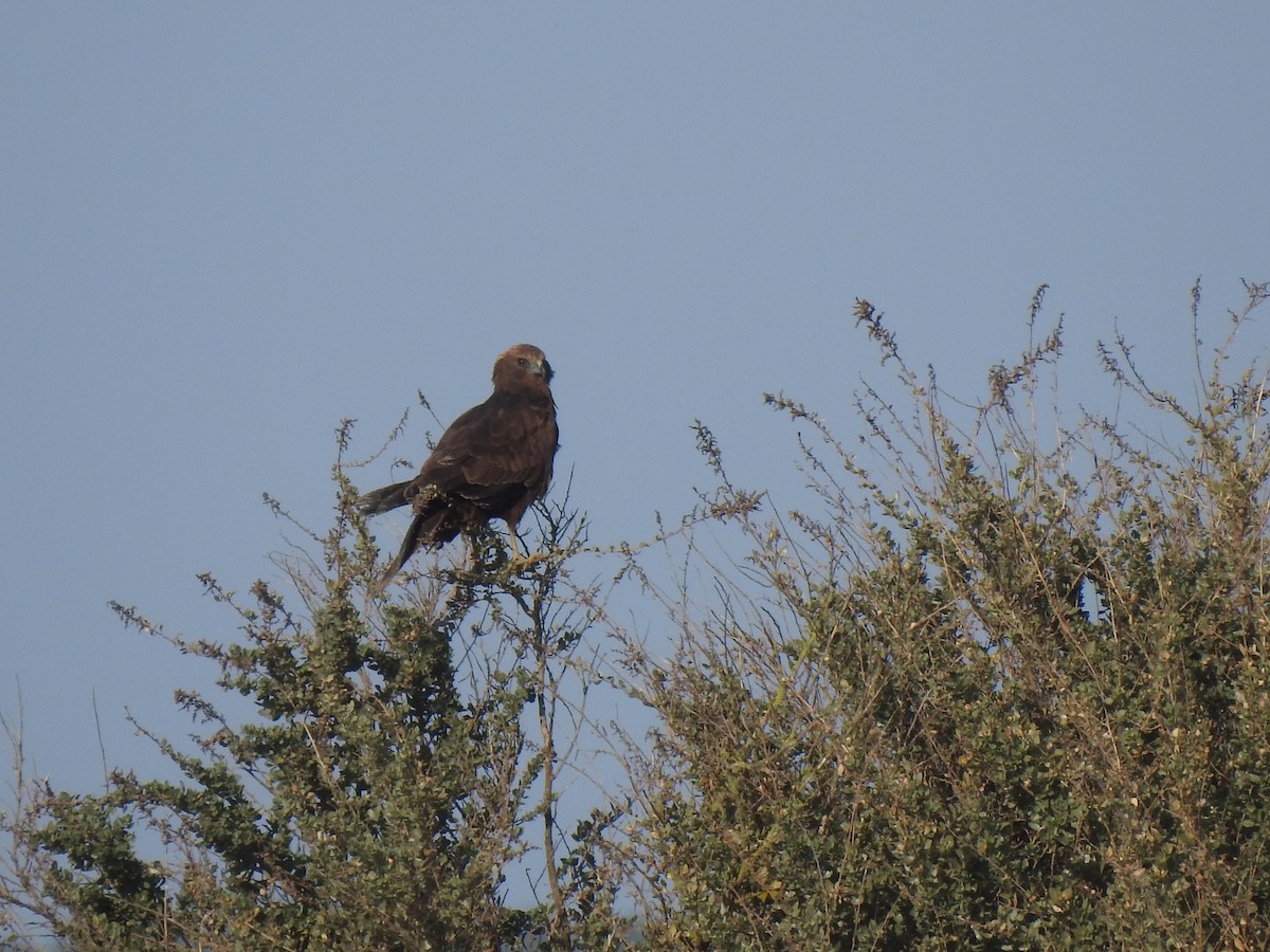 Western Marsh Harrier - ML627619657