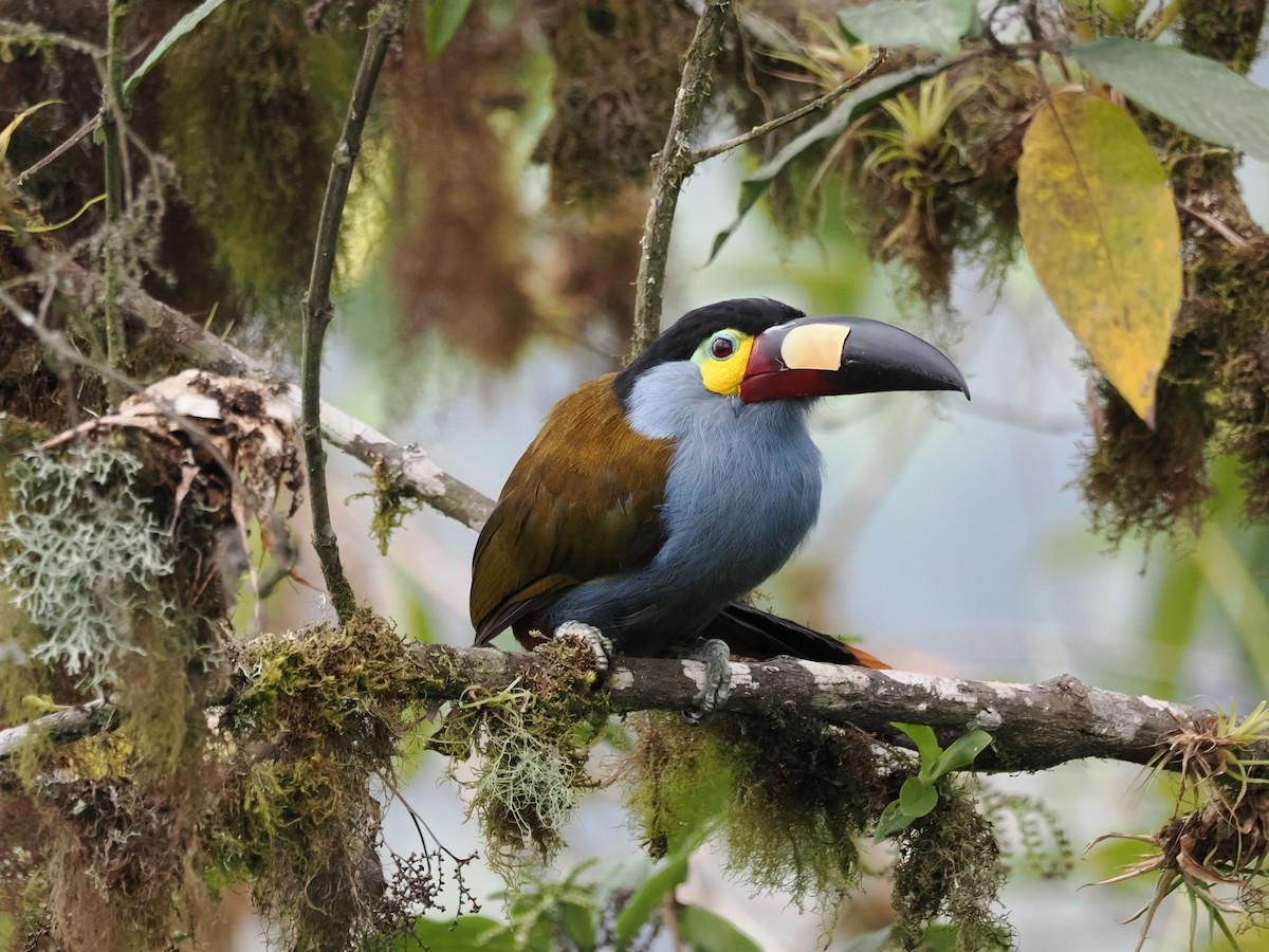 Plate-billed Mountain-Toucan - ML627619661