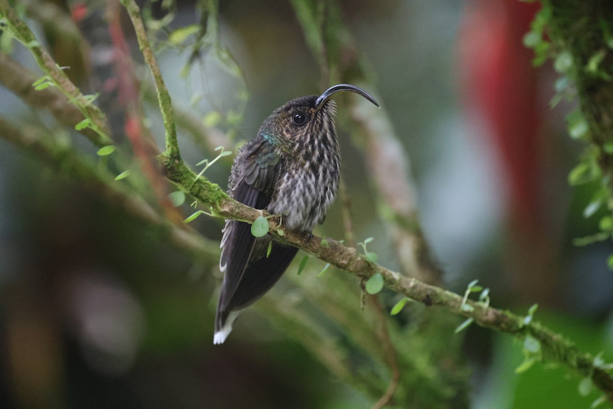 White-tipped Sicklebill - Patrick Palines