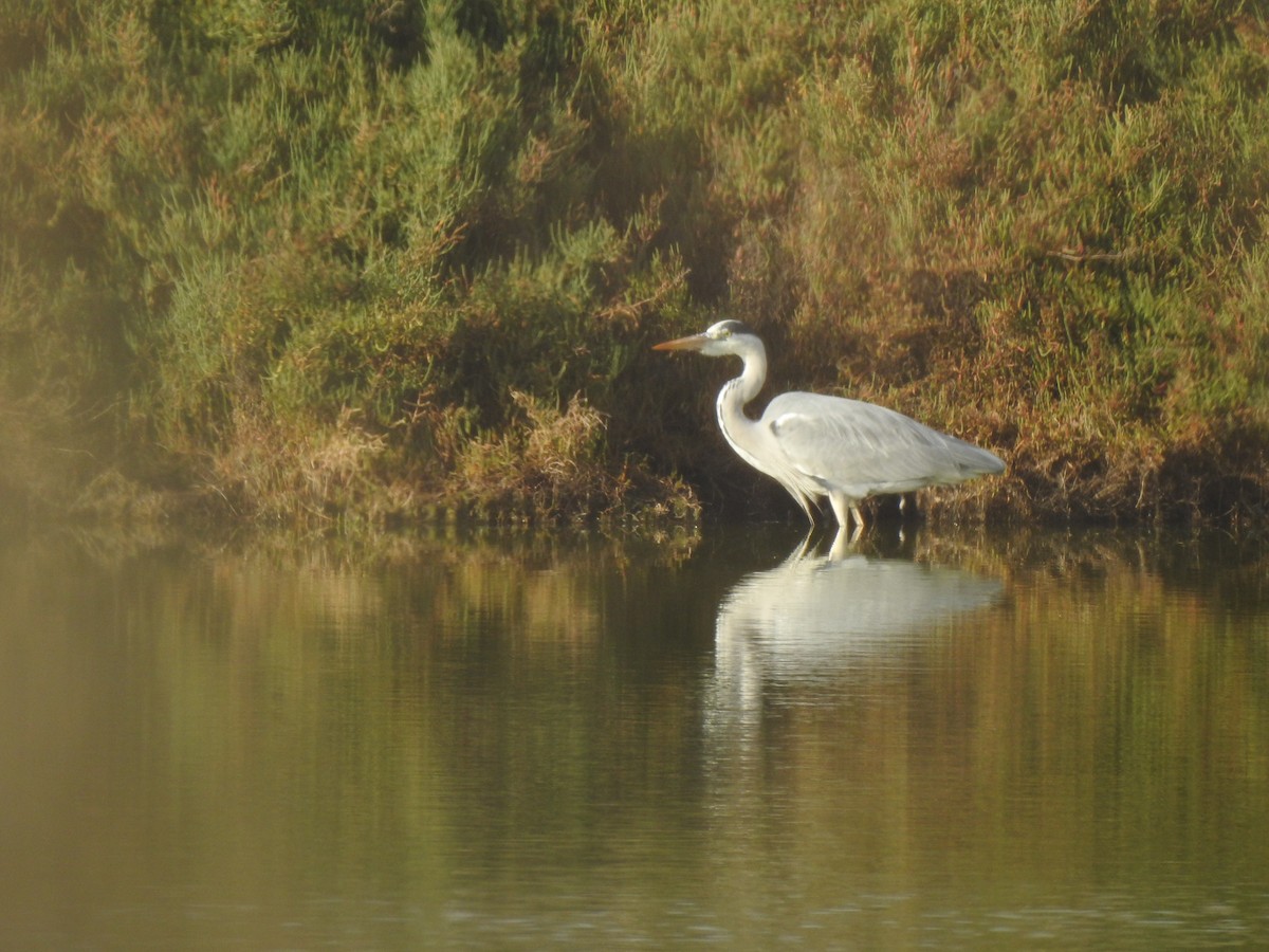 Gray Heron - ML627619687