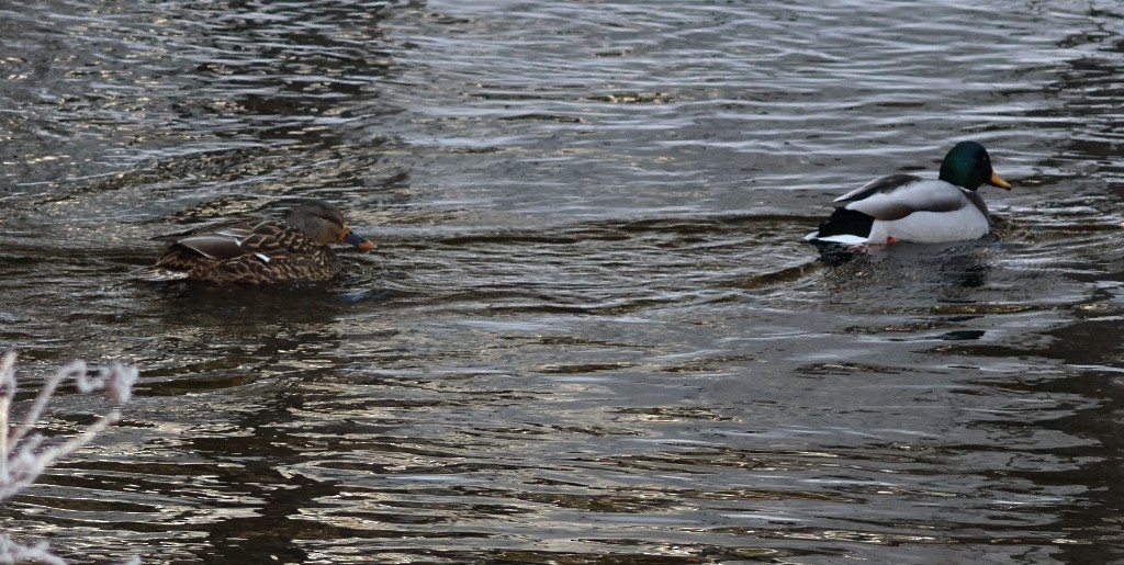 Germano reale - ML627619733