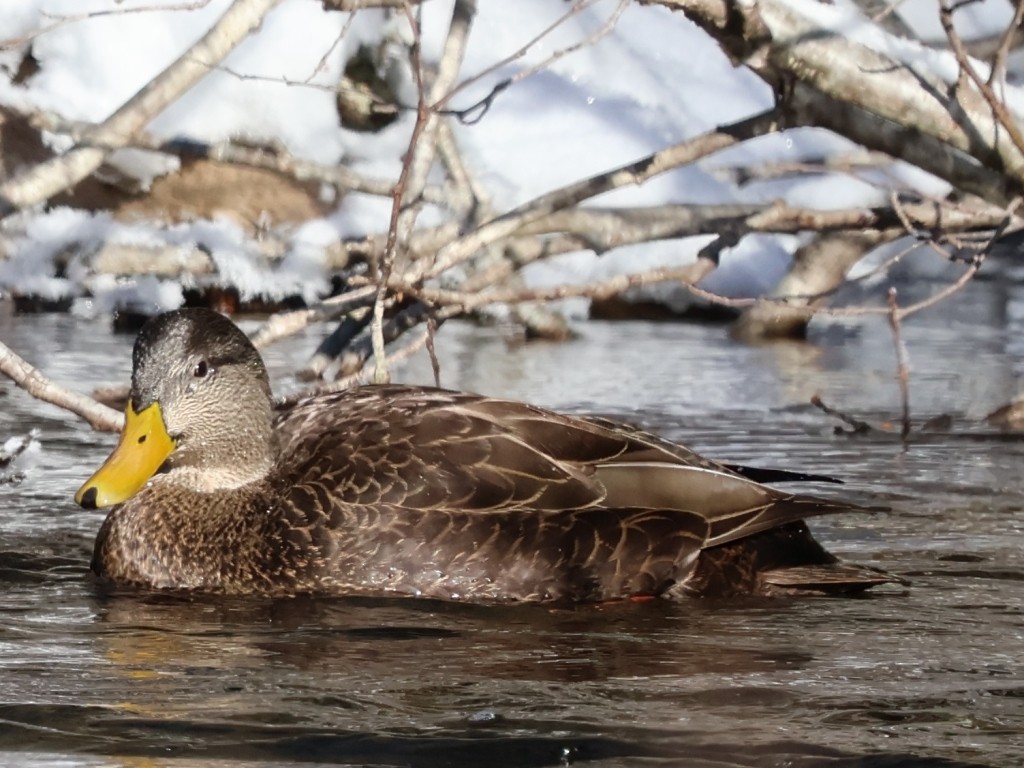 Germano reale - ML627619734