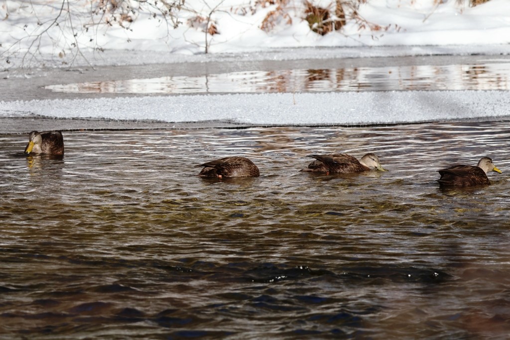 Germano reale - ML627619735