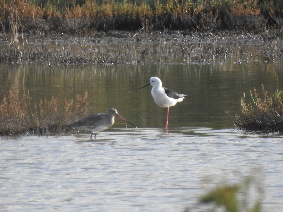 Black-tailed Godwit - ML627619793