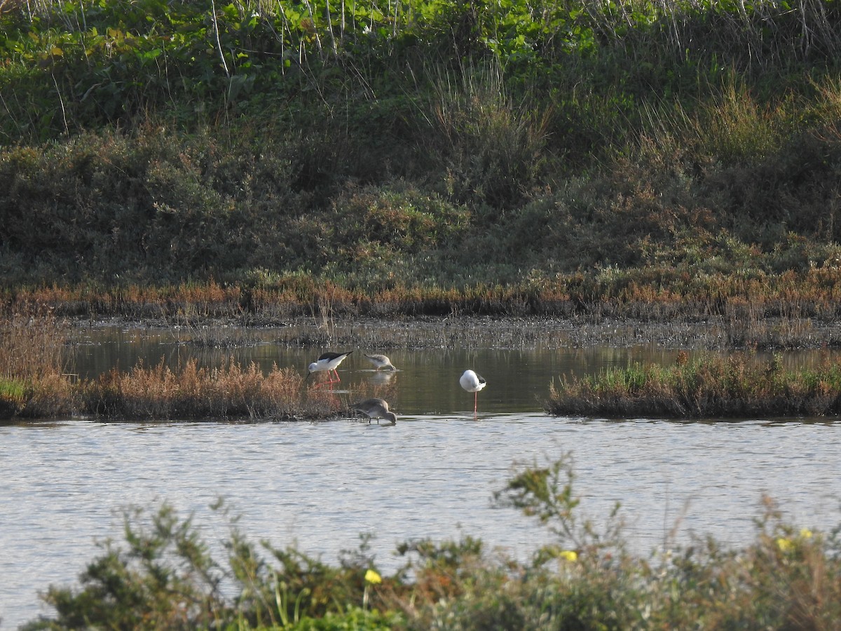 Black-tailed Godwit - ML627619794