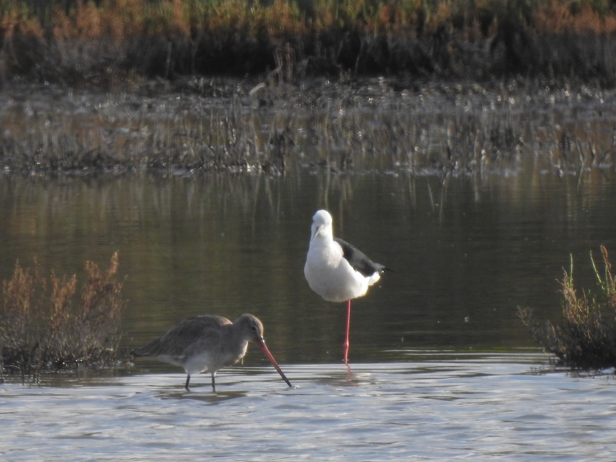 Black-tailed Godwit - ML627619803