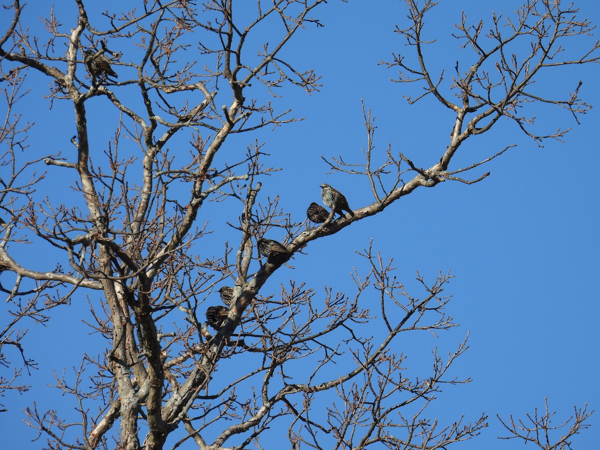 European Starling - ML627619815