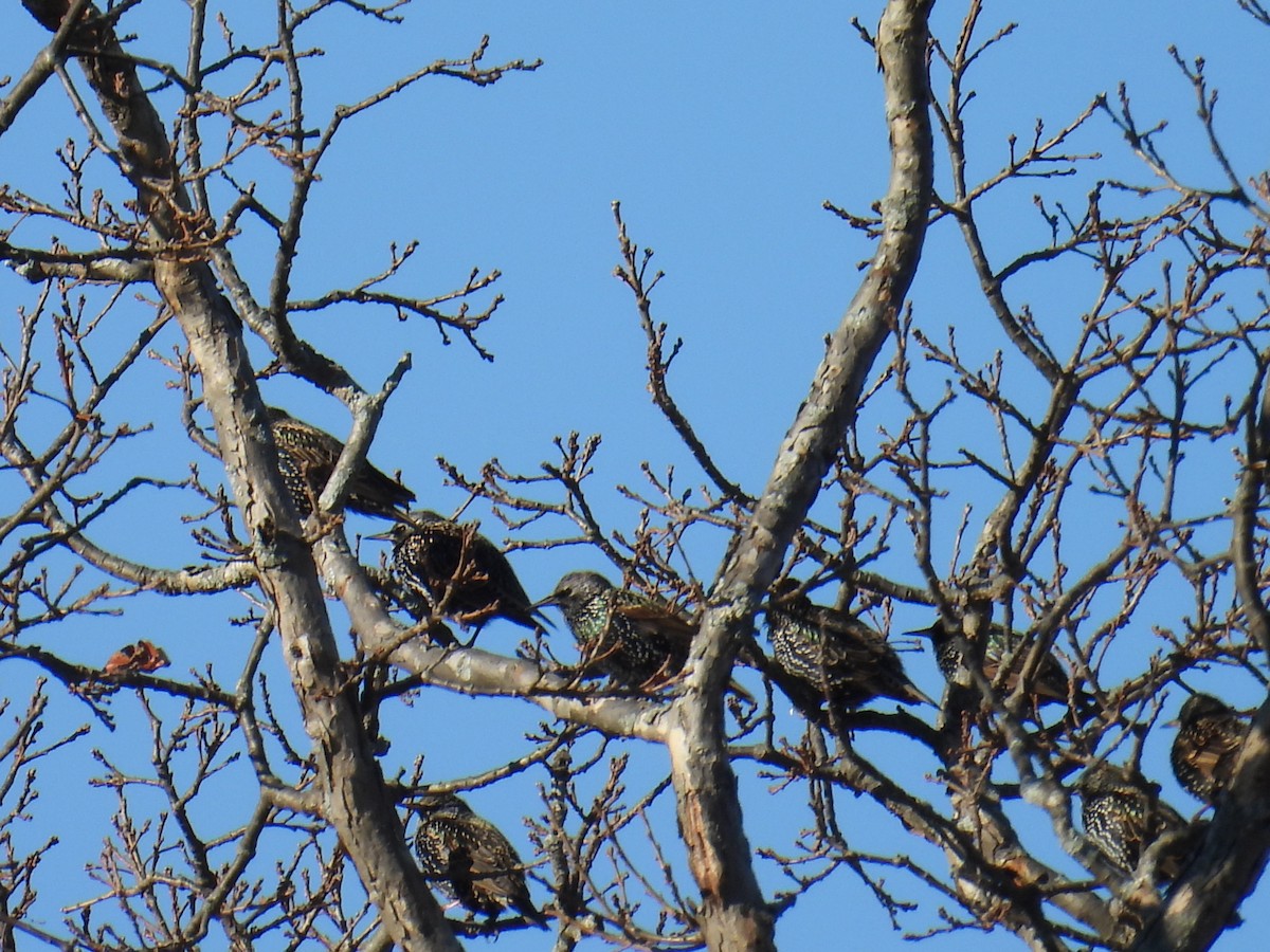 European Starling - ML627619825