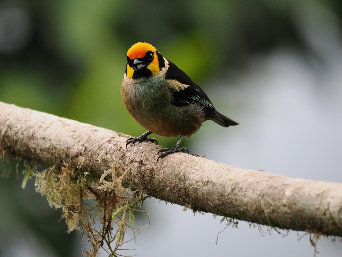 Flame-faced Tanager - ML627619830