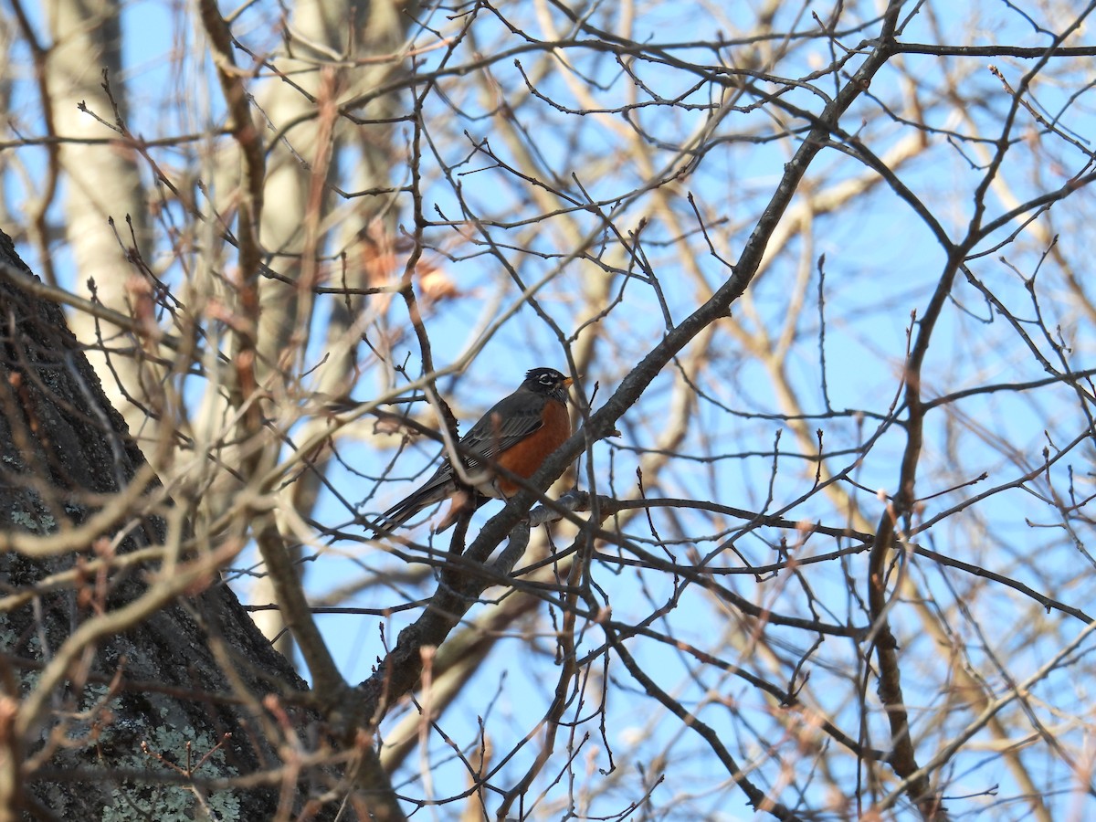 American Robin - ML627619841