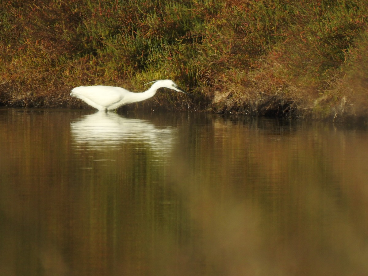 Little Egret - ML627619843