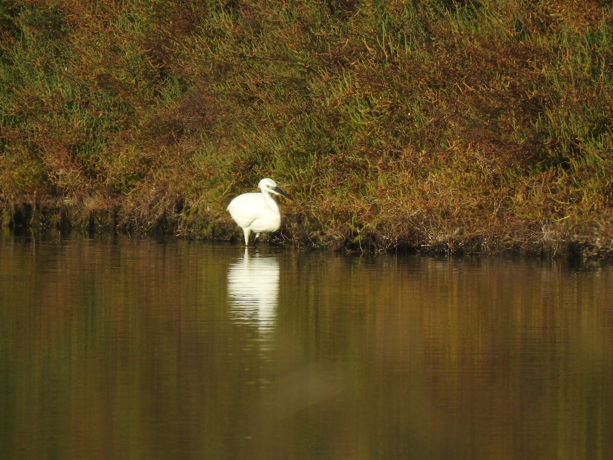 Little Egret - ML627619844